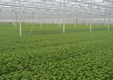 De kas van Van Uffelen Flowers.