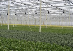 De verschillende fases van de teelt zijn goed te zien op deze foto. Achter in de kas bevindt zich de meest volwassen chrysant.