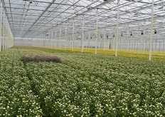 De chrysanten van Van Uffelen Flowers.