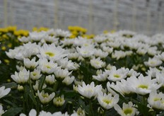 De chrysanten van Van Uffelen Flowers.