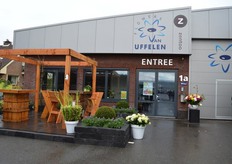 Chrysanten kweker Van Uffelen Flowers.