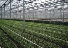 De kas van H. Scholten. Voorin de jonge geplozen chrysanten en achterin de volwassen chrysanten, deze zijn klaar om geoogst te worden.