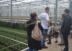 Uitleg over de geplozen chrysant.