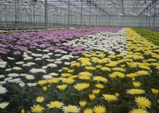 De geplozen chrysant van H. Scholten.