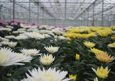 De geplozen chrysant van H. Scholten.