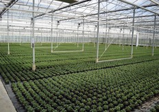 De kas van Mts Van De Wetering.