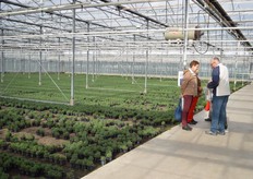 Vaste planten en tuinplanten van Mts Van De Wetering.
