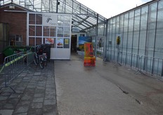 Future Flowers is gespecialiseerd in het produceren van de Calla Crystal blush.