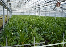 De Calla Crystal blush van Future flowers.