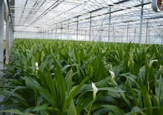 De Calla Crystal blush.