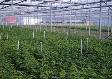 N.L. Enthoven. Teelt de Pioenroos 'Paula-Fay' , Echinacea 'Green Jewel ' en Ranonkel.