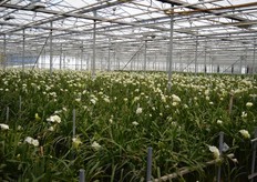 De 8.000 m2 grootte kas van J.W. Prins.