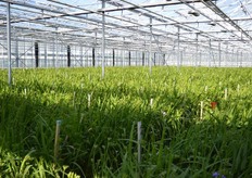 J.W. Prins teelt jaarrond Freesia's in combinatie met andere gewassen, zoals bijv. een tussenteelt van Cellosia Plumosa.