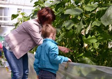 En uitleg over de teelt