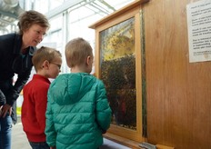 Bijen en hommels, wat is het verschil?