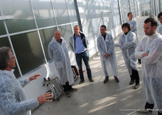 Over bladplukken in tomaat