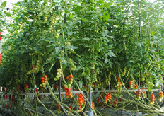 Er wordt volgens verschillende strategieën geplukt.