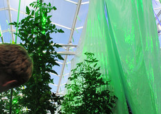 Het effect van groen licht