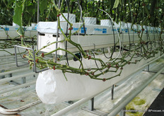 In de kas wordt gespeeld met de plantafstand