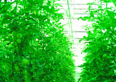 Chemische tomaten? Nee, alleen groen licht.