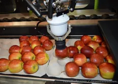 Greefa's SmartPackr2: Step 3: De appelen liggen met de blos naar boven en allemaal gelijk