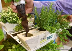 De Israëlische kweker van jonge planten Hishtil heeft een nieuw product op de markt gebracht: TRIO. Dit product bestaat uit drie planten in één verpakking die de planten gedurende meerdere weken voedt. http://www.bpnieuws.nl/artikel/13563/TRIO- plantenverpakking-hit-voor-Hishtil