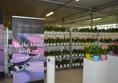 Mooie presentatie van Make-upz Spathiphyllum bij van der Voort potplanten