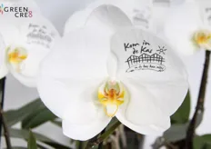 Bij Opti Flor in het World Horti Center stonden wel heel speciale orchideeën te stralen