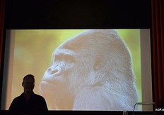 Gorilla's zijn imponerende leiders vertelt Patrick die heb bestudeerde