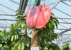 Al vijftien jaar is Kwekerij de Lieshof actief met de teelt van Hollandse kaskersen. In de kassen werden voorheen paprika's geteeld.