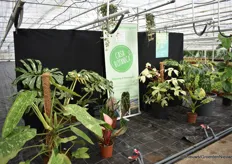 Casa Botanica. In deze kas staan kamerplanten op een oppervlakte van 1.000 m2.  Er staan 60 planten er m2 en de oogst per jaar per m2 is 120 planten. Ze gebruiken biologische gewasbescherming en maken gebruik van zonnepanelen en LED belichting.