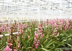 De snij-cymbidiums worden gekweekt op een oppervlakte van 155.000 m2. Er staan 3 planten per m2 en de oogst per jaar per m2 is 23 takken. 