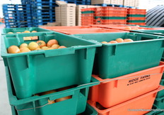 Vier à vijf dagen na de oogst liggen de tomaten in het schap. Daarom worden ze niet knalrood pas geoogst.