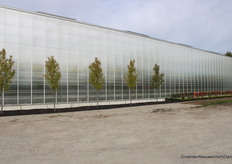 De kas is zo nieuw dat de aanplant langs de gevel ook nog jong en fris is.