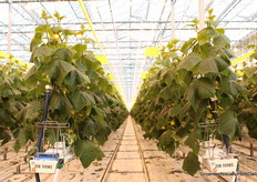 De reguliere, lange komkommers gaan over enkele weken in productie.