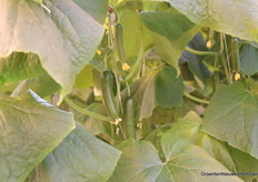 Naast lange komkommers worden er ook mini-komkommers geteeld.