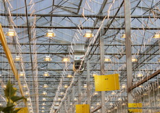 Het Airmix-systeem maakt het voor de telers mogelijk om de schermen en ramen meer dicht te laten. Ook belangrijk om lichtemissie te voorkomen.