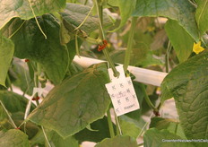 Trips en spint zijn vervelende plagen in de kas. Ook bladluizen zijn lastig, maar van deze drie plagen volgens teler Blake wel het best biologisch te bestrijden.