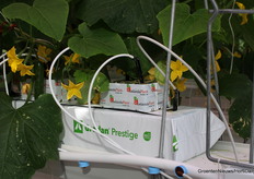 Roelandts Plant Farms is een van de lokale opkweekbedrijven.