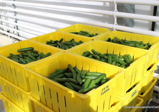 De oogst is écht net begonnen.