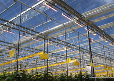 In het stuk van de kas dat als demofaciliteit dient vergelijken de telers full LED en een hybride installatie met LED en HPS. Voorlopig neigt men naar hybride.