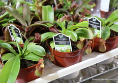 Bij Colasanti's Tropical Gardens kweken ze heel veel verschillende soorten planten. Het grootste product is de Venus vliegenvanger (Dionaea Muscipula). 