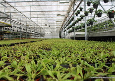 De Venus vliegenvanger (Dionaea Muscipula) is de enige plant die onder belichting wordt gekweekt hier.