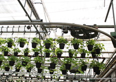 Er wordt van automatisering gebruikt gemaakt, maar er is ook nog sprake van veel handwerk.