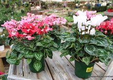 Men volgt de trends en nieuwe ontwikkelingen, zoals die van de Petticoat cyclamen. 