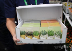 In deze betonnen potjes kan mooi een succulentenstekje van Queen Genetics.