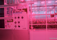 Gerbera is een gevoelig gewas, dus een goed gewas om 100% water recirculeren in te testen.