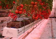 De tomaten in de kas groeien op diverse soorten substraat, waaronder ook Mosswool van Novarbo, uit Noorwegen. 