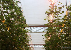Op de grijze donderdag staan de LED-lampen aan. Voor het eerst in Tomatoworld, waar voorheen altijd alleen onbelicht is geteeld. 