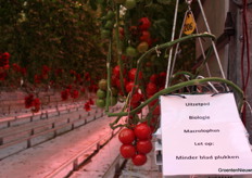 Donderdagochtend waren er mensen die de tuinbouw al goed kennen, maar ook bezoekers die niet dagelijks in een kas staan. Dan is het goed om te weten dat in de tuinbouw steeds meer biologische bestrijders worden ingezet voor plaagbestrijding. 